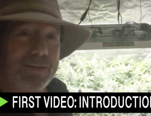 Video: Introducing GrowDaddy.TV Video Blog