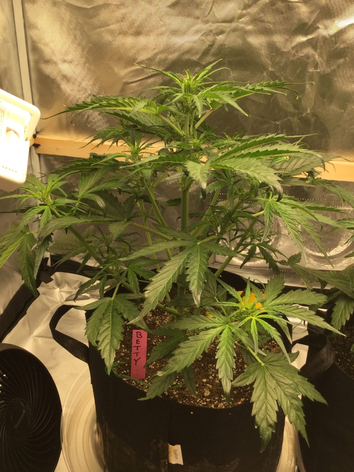 gorilla grow tent gorilla grow tent