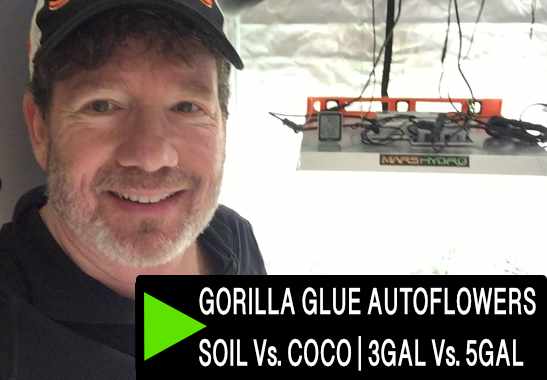 GrowDaddyTV YouTube - Gorilla Glue Week 6 