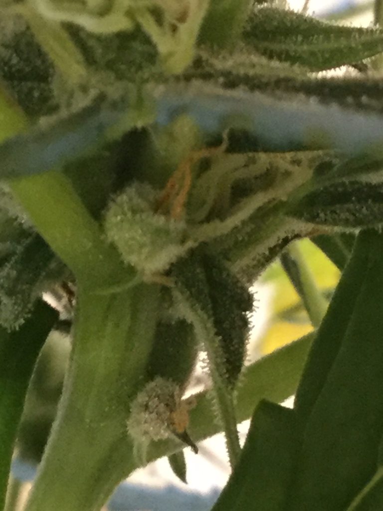 Calyx on Cannabis Plant