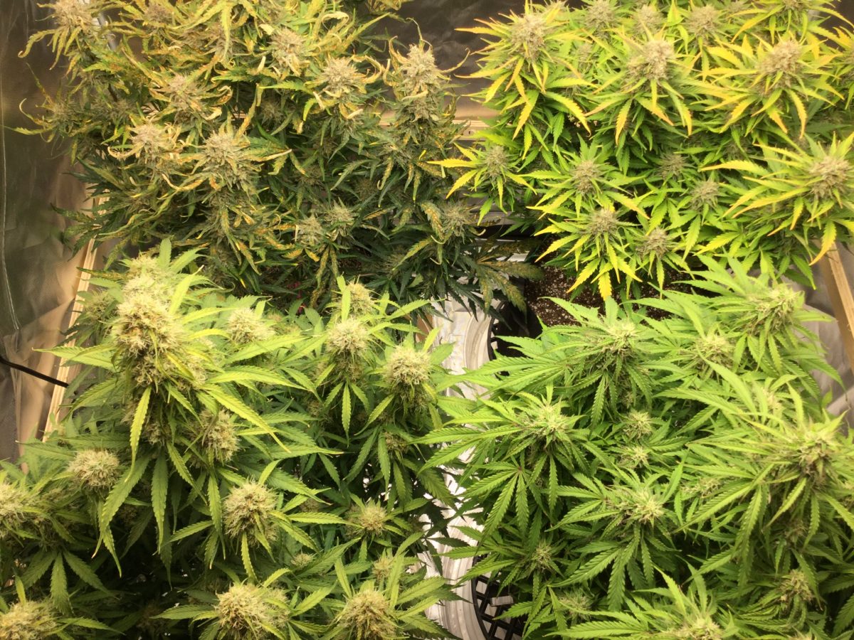 Gorilla Glue AutoFlower Week 11