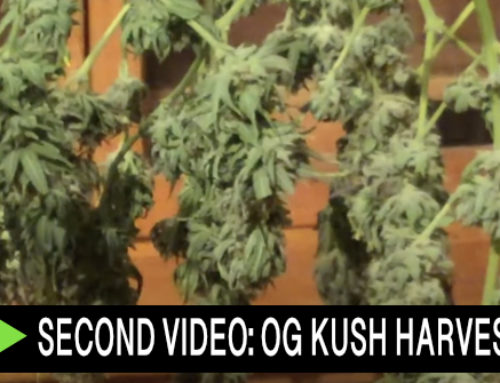 Video: Cannabis Video Blog: Harvest: OG Kush in a 4′ x 4′ Tent