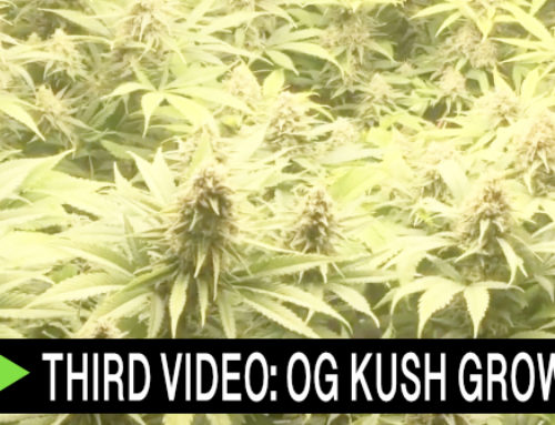 Video: Pre-Harvest Video: Cannabis Canopy – First OG Kush Grow