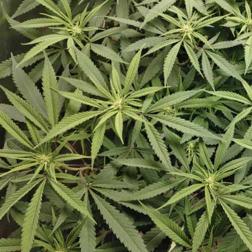 Big Bud & Watermellon Cannabis Plants - First Week of Flower