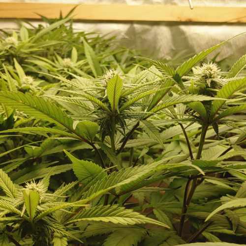 Week Three of Flower - Big Bud & Watermellon Cannabis