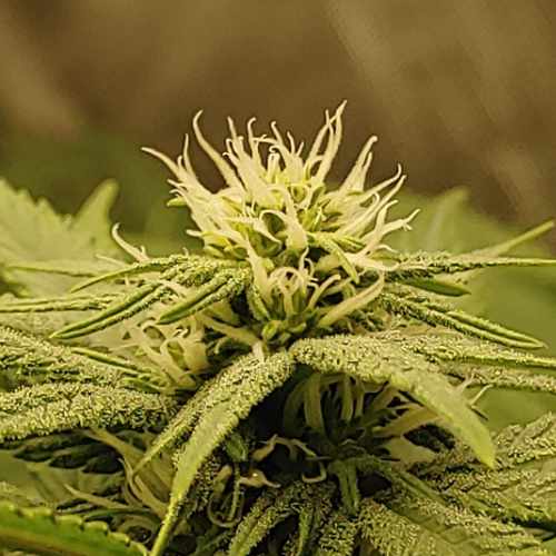 Flowering Big Bud & Watermellon Cannabis Grow