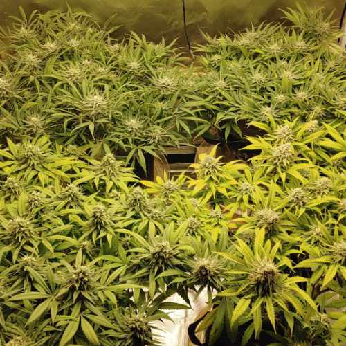 Canopy - Week 5 of Flower - Big Bud & Watermellon Cannabis