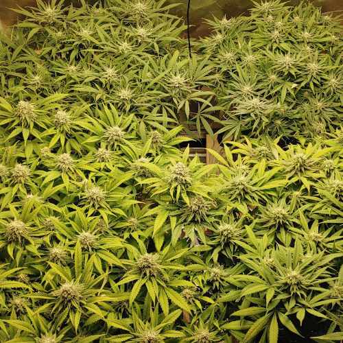 Cannabis canopy: Big Bud & Watermellon Cannabis Indoor Grow Week 4 of Flower