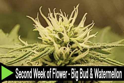 2nd Week of Flower - Big Bud and Watermellon Cannabis