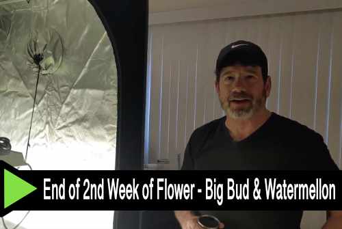 End of 2nd Week of Flower - Big Bud & Watermellon