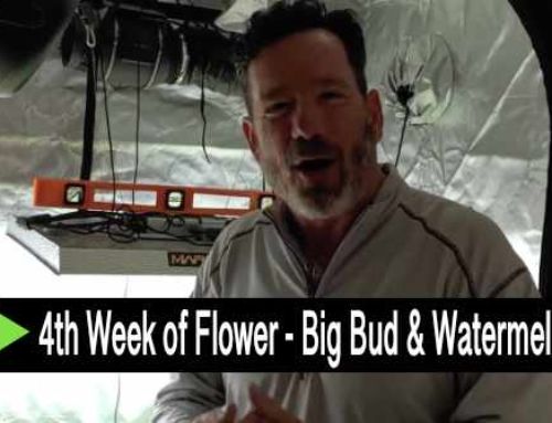 Video: 4th Week of Flower – Big Bud & Watermellon