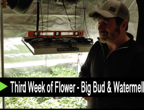 Video: Third Week of Flower – Big Bud & Watermellon