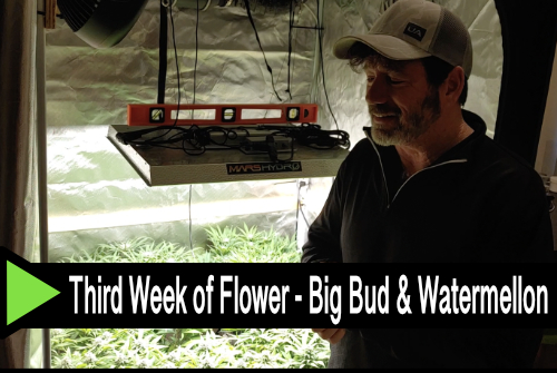 Week 3 of flower - Big Bud & Watermellon Cannabis Indoor Grow
