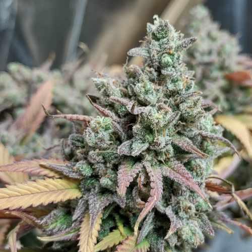 Closeup: Big Bud & Watermellon Cannabis Week 10 of Flower