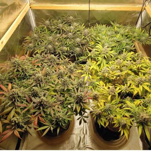 Canopy - Week 6 of Flower - Big Bud & Watermellon Cannabis