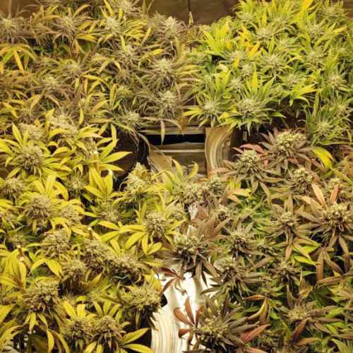 Canopy - Week 7 of Flower - Big Bud & Watermellon Cannabis