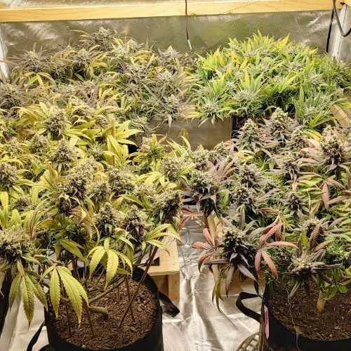 Canopy - Big Bud & Watermellon Cannabis Week 9 of Flower