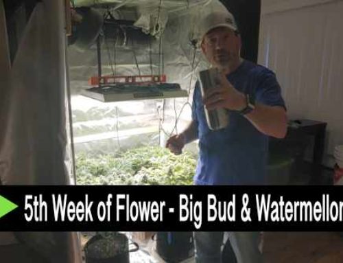 Video: Fifth Week of Flower – Big Bud & Watermellon