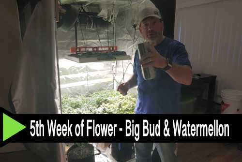 Video: Fifth Week of Flower - Big Bud & Watermellon