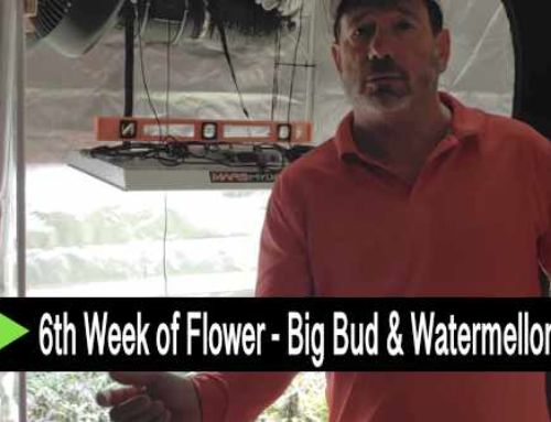 Video: Sixth Week of Flower – Big Bud & Watermellon