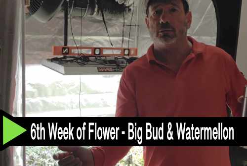 Video - 6th Week of Flower - Indoor Cannabis Grow