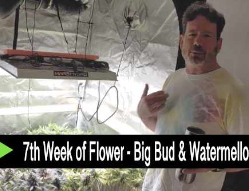 Video: Seventh Week of Flower – Big Bud & Watermellon