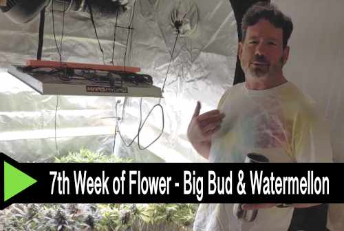 Week 7 of Flower - Big Bud & Watermellon Cannabis Indoor Grow