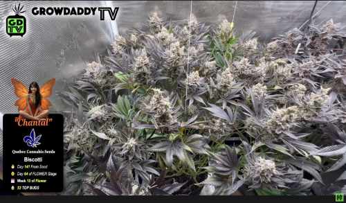 Chantal - QCS Biscotti - Week 10 of Flower - Scrogless Scrog