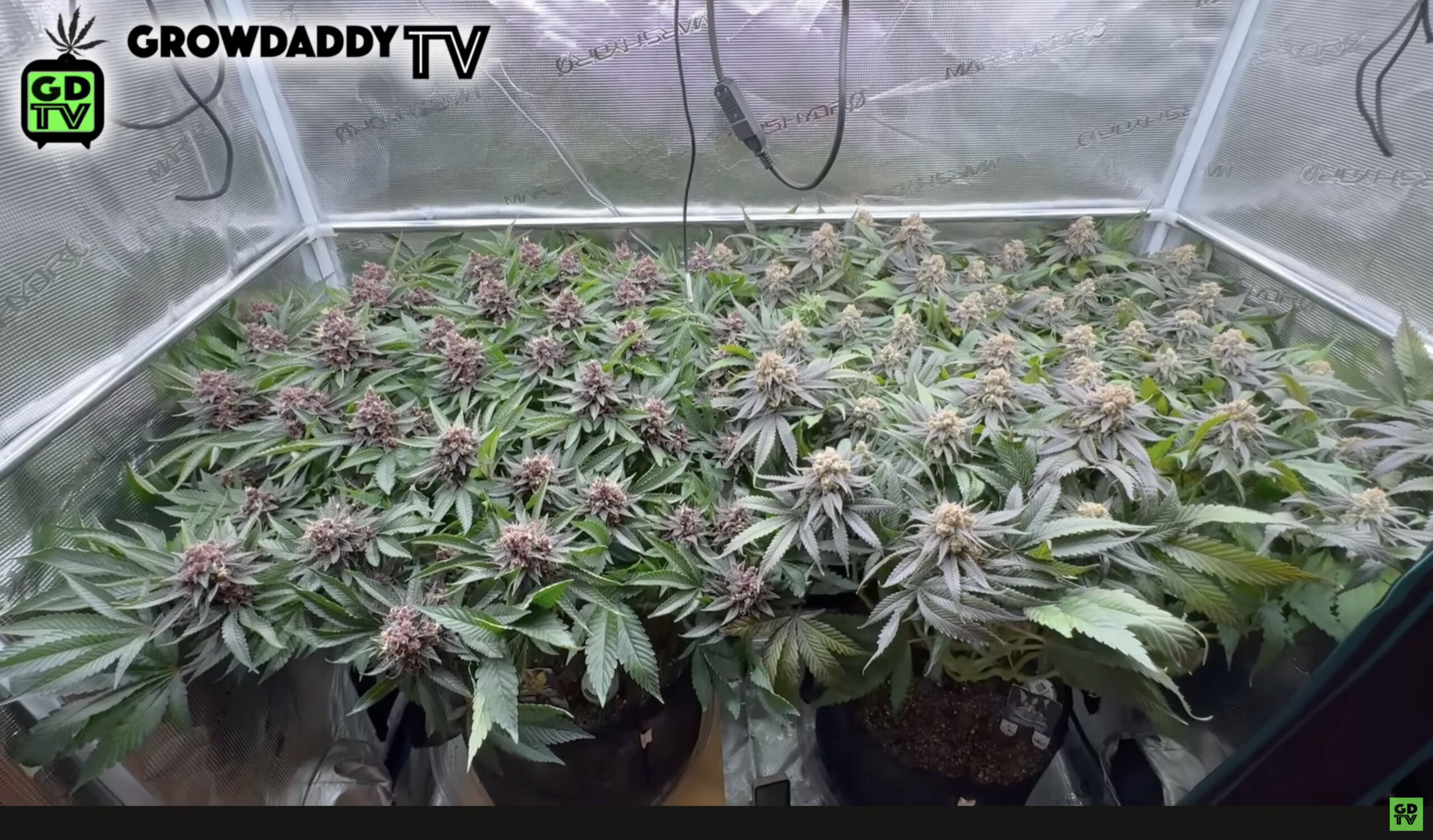 Grow Cannabis Indoors GrowDaddyTV Style With A Scrogless Scrog
