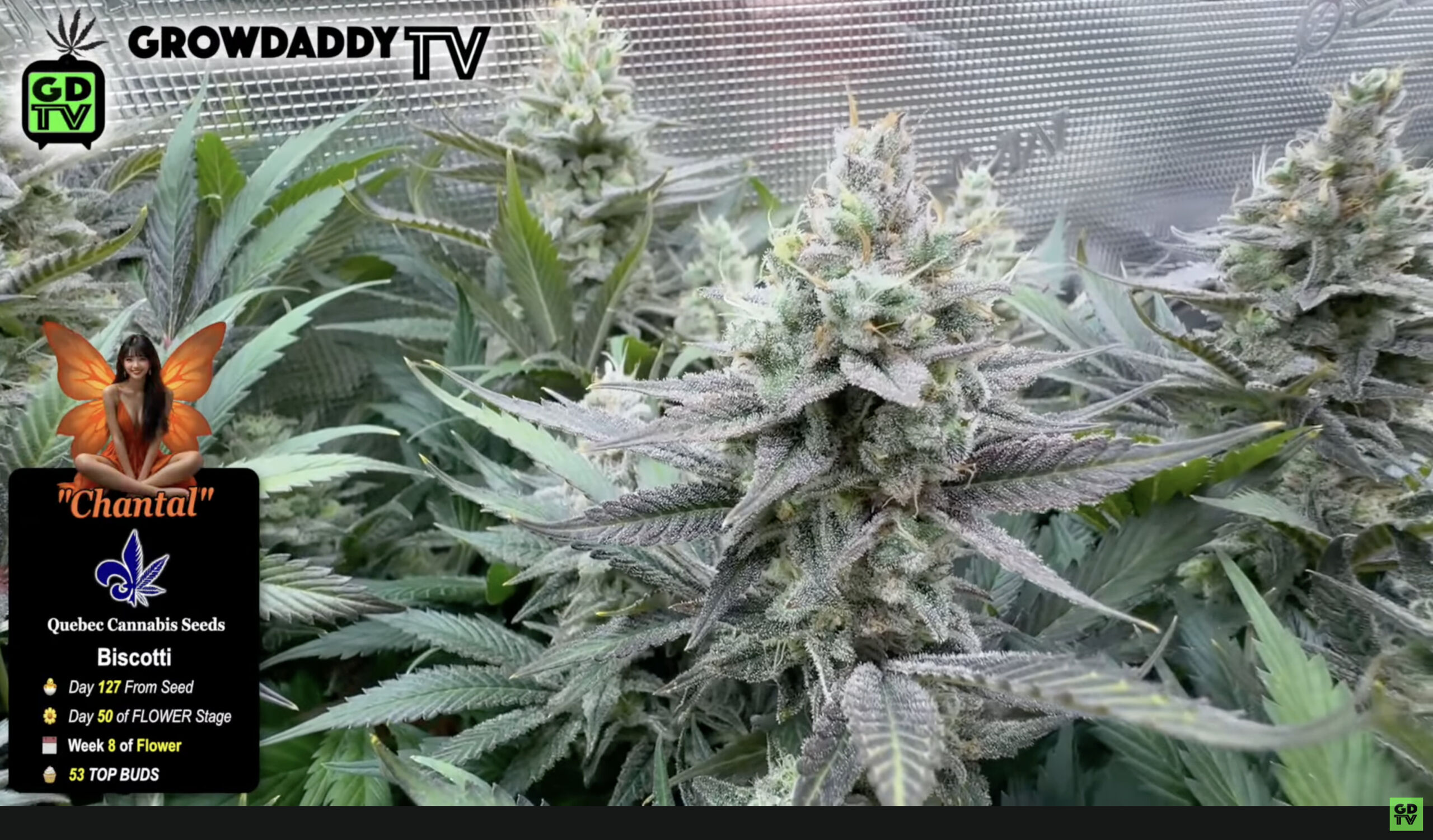 Biscotti from Quebec Cannabis Seeds - "Chantal" from Season 11 - Grown GDTV Style