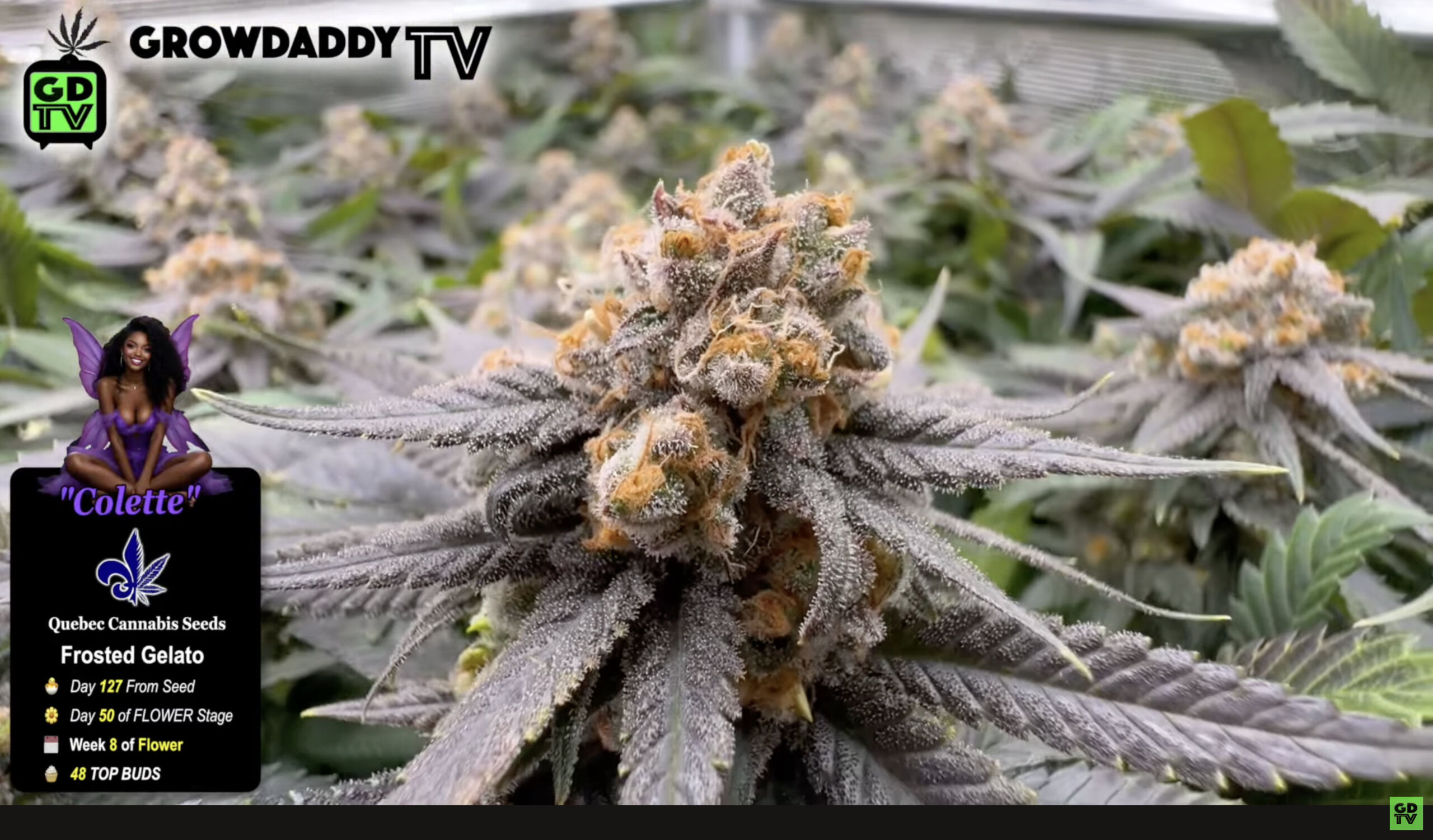 Frosted Gelato - Grown GDTV Style - The Easy Way To Grow Cannabis Indoors