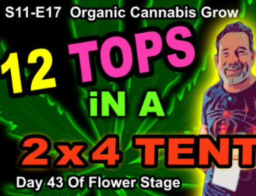 S11-E17 – Day 43 of Flower – Quebec Black Bud, Frosted Gelatto, Runtz, & Biscotti