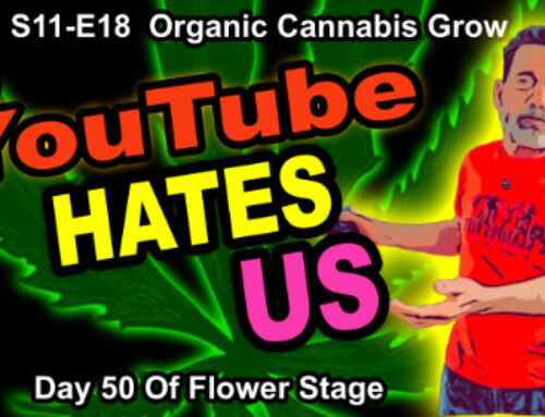 S11-E18 – Day 50 of Flower – GDTV Indoor Cannabis Grow