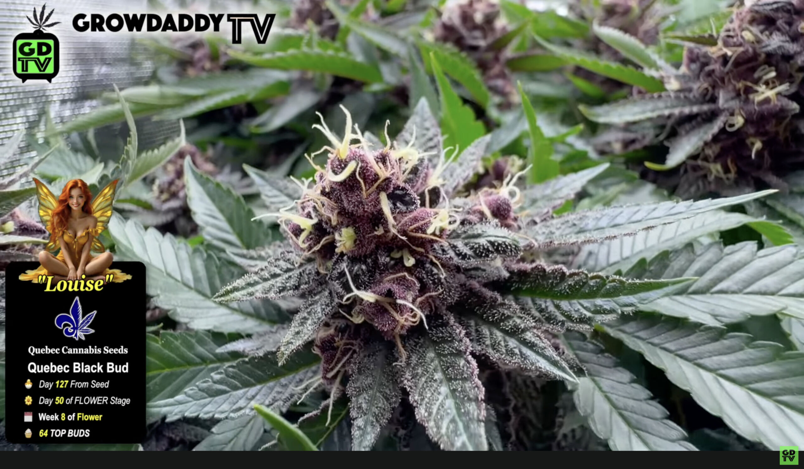 Quebec Black Bud from Quebec Cannabis Seeds - GrowDaddyTV Indoor Cannabis Grow
