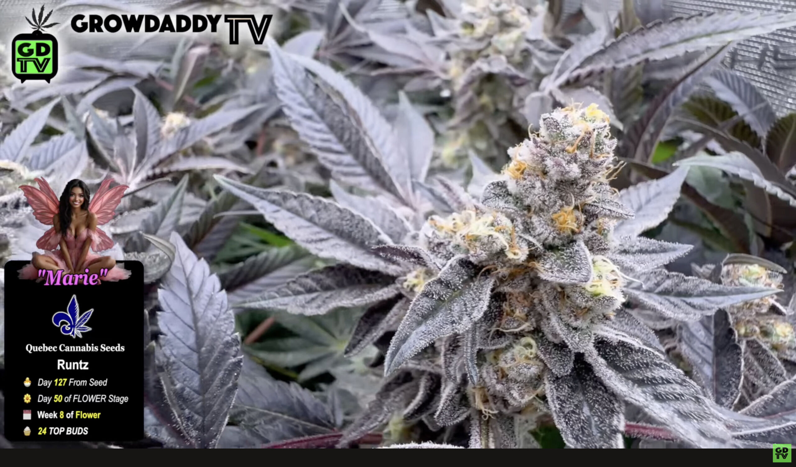 How to Grow Cannabis Indoors the Easy Way and get Beautiful Plants Like this Runtz From QCS