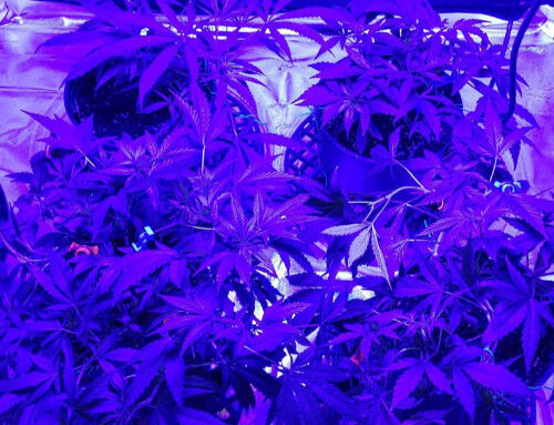 Can I Use Blurple LED Lights To Grow Cannabis?
