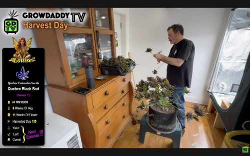 Cannabis Harvest Day - Cutting Down The Cannabis & Taking Off Fan Leaves