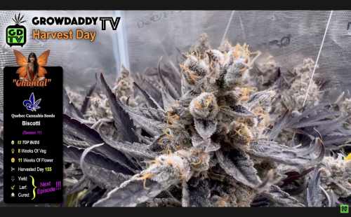 Chantal - Biscotti - from Quebec Cannabis Seeds