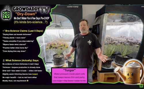 "Dry-Down" - we let the cannabis plants dry out a few days before harvest