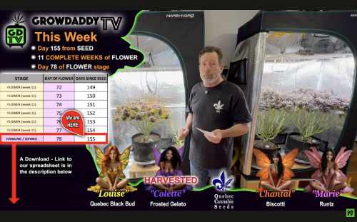 Harvest Day - Day 78 of Flower Stage - Indoor Cannabis Grow