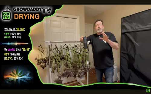 How To Hang And Dry Cannabis