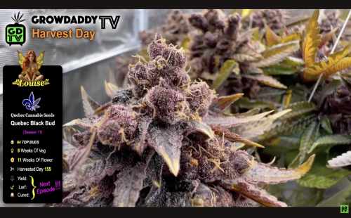 Louise - Quebec Black Bud from Quebec Cannabis Seeds