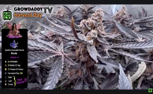 Marie - Runtz from Quebec Cannabis Seeds