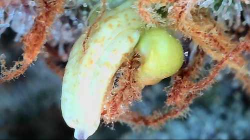 Microscopic Image - Nanner Pollen Sack On A Cannabis Bud - Week 8 Of Flower
