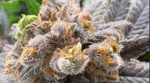 Close up photo of Cannabis Nanner