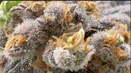 Close up photo of nanners on cannabis flower in Week 8 of Flower