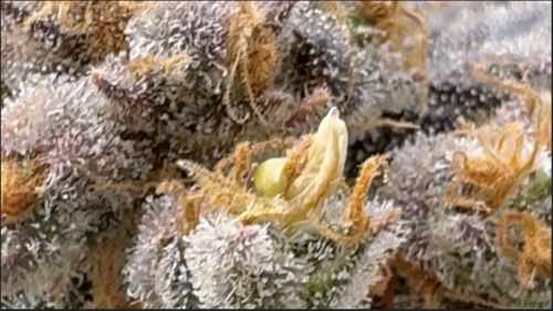 Close up photo of Cannabis Nanner