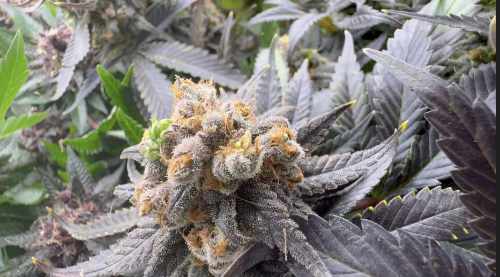 Close up photo of Cannabis Nanner