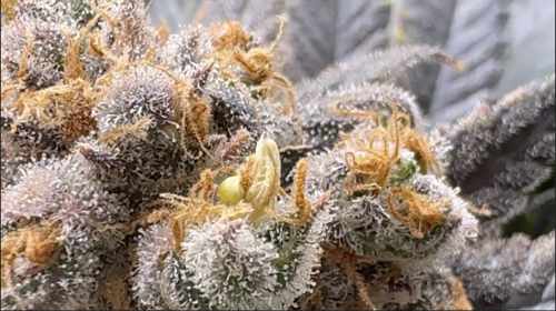 Cannabis Nanners Hermaphroditism Or Herming Cannabis Nanners Hermaphroditism Or Herming