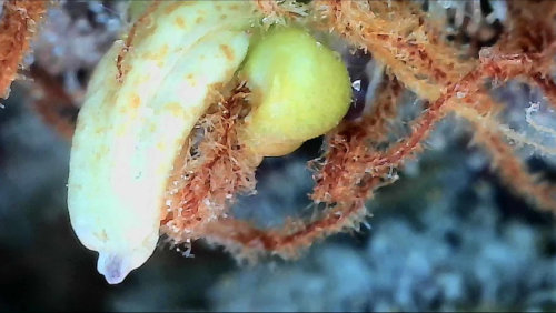 Nanner Closeup -Pollen Sac On A Cannabis Bud In Week 8 Of Flower